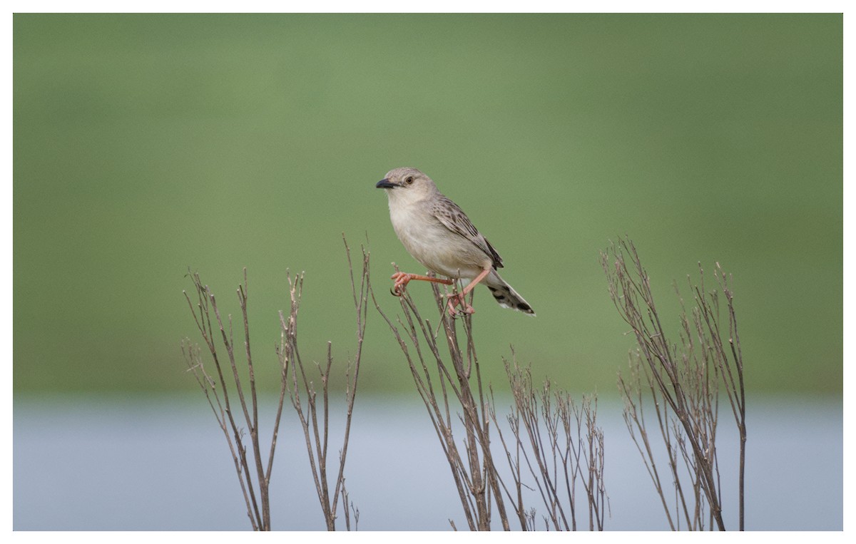 Croaking Cisticola - ML646102440