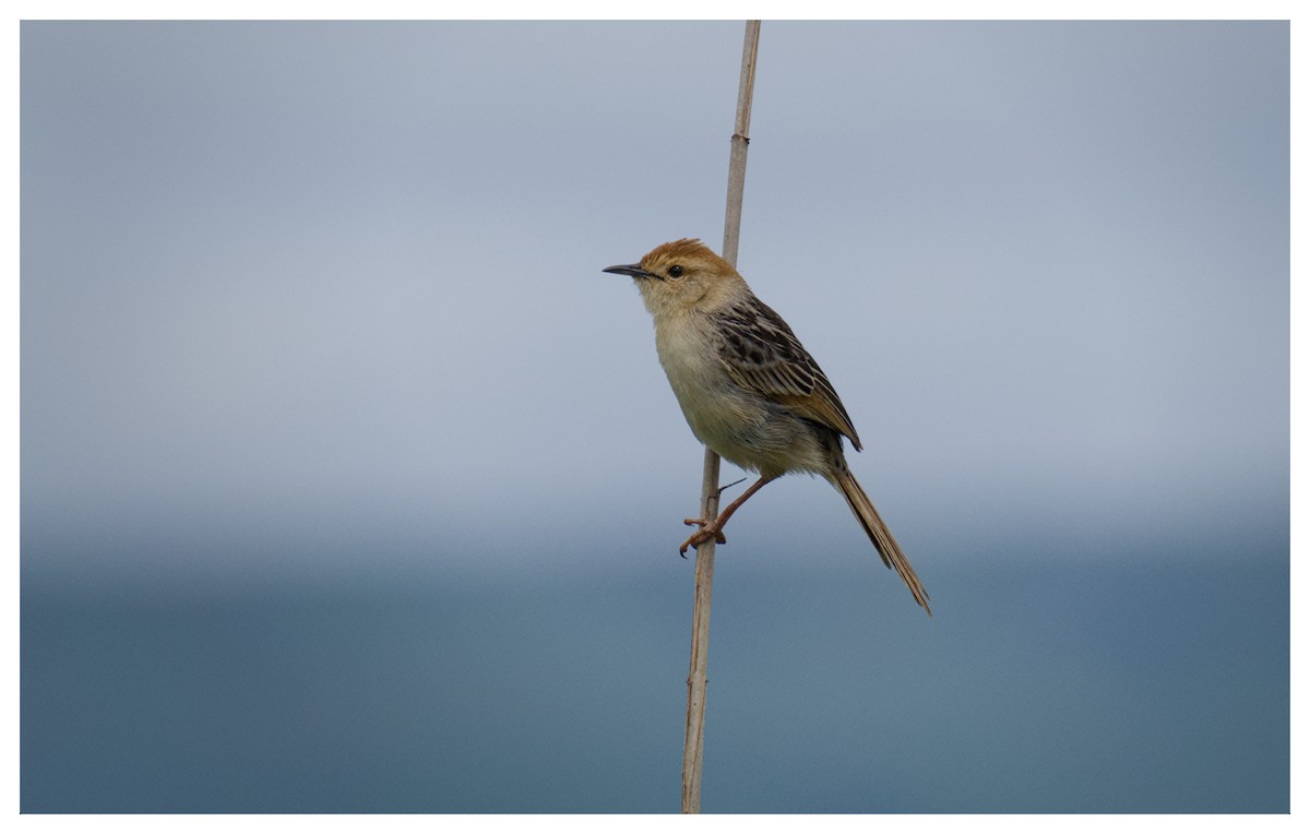 Levaillant's Cisticola - ML646102443