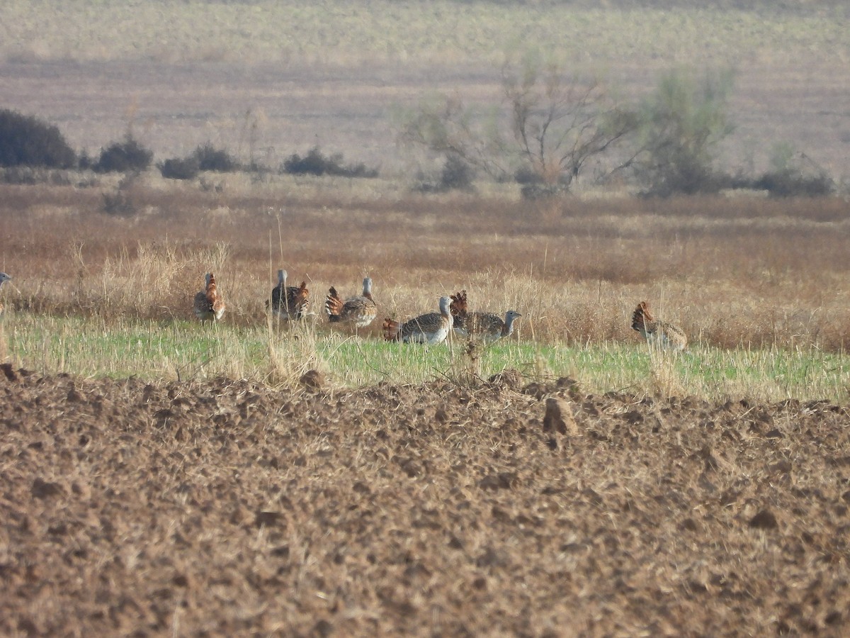 Дрохва євразійська - ML646102445