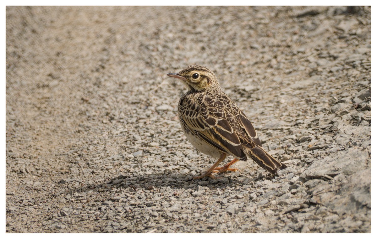 African Pipit - ML646102447