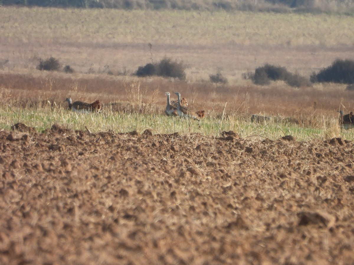 Дрохва євразійська - ML646102457