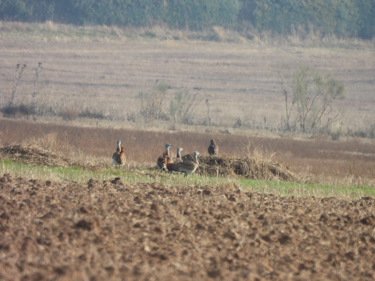 Дрохва євразійська - ML646102462