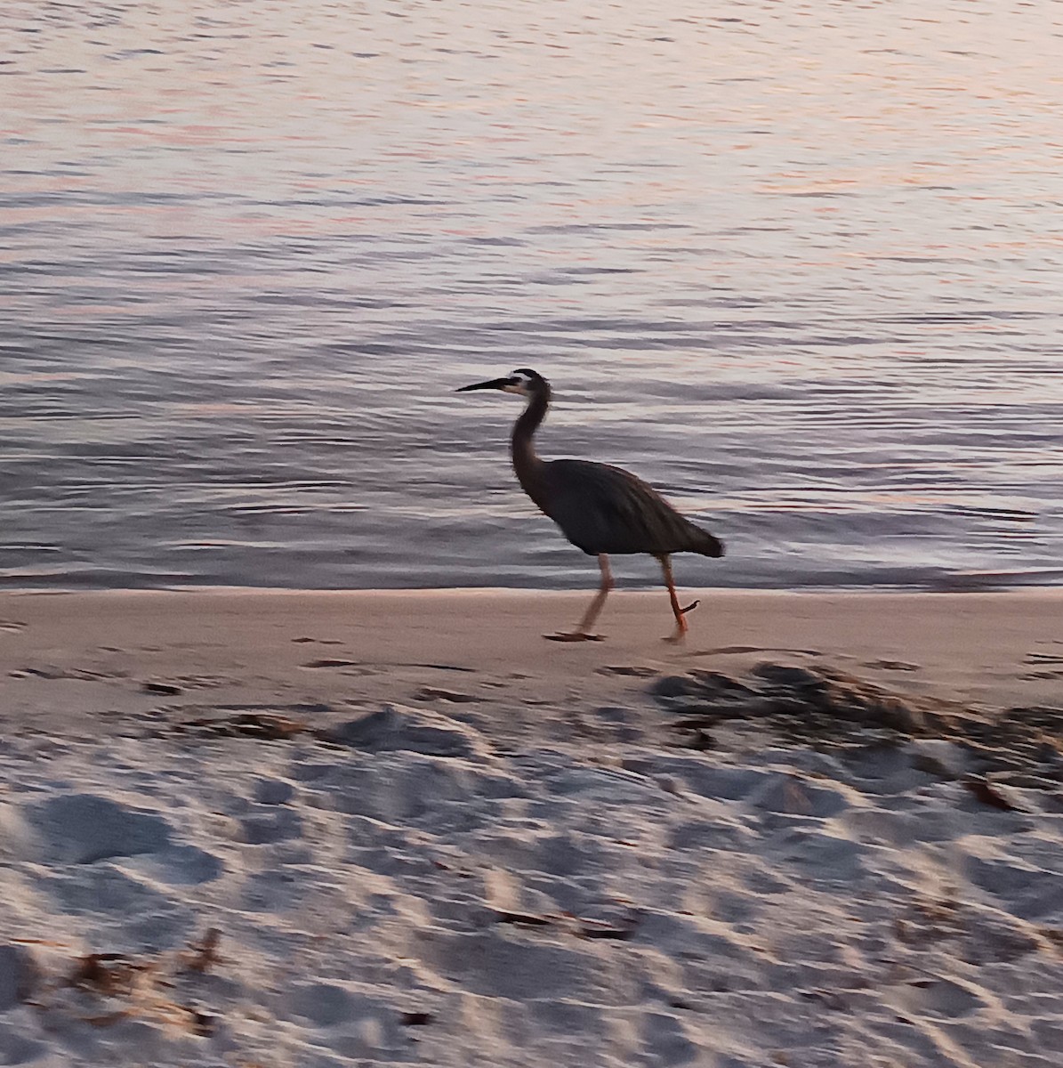 White-faced Heron - ML646102463