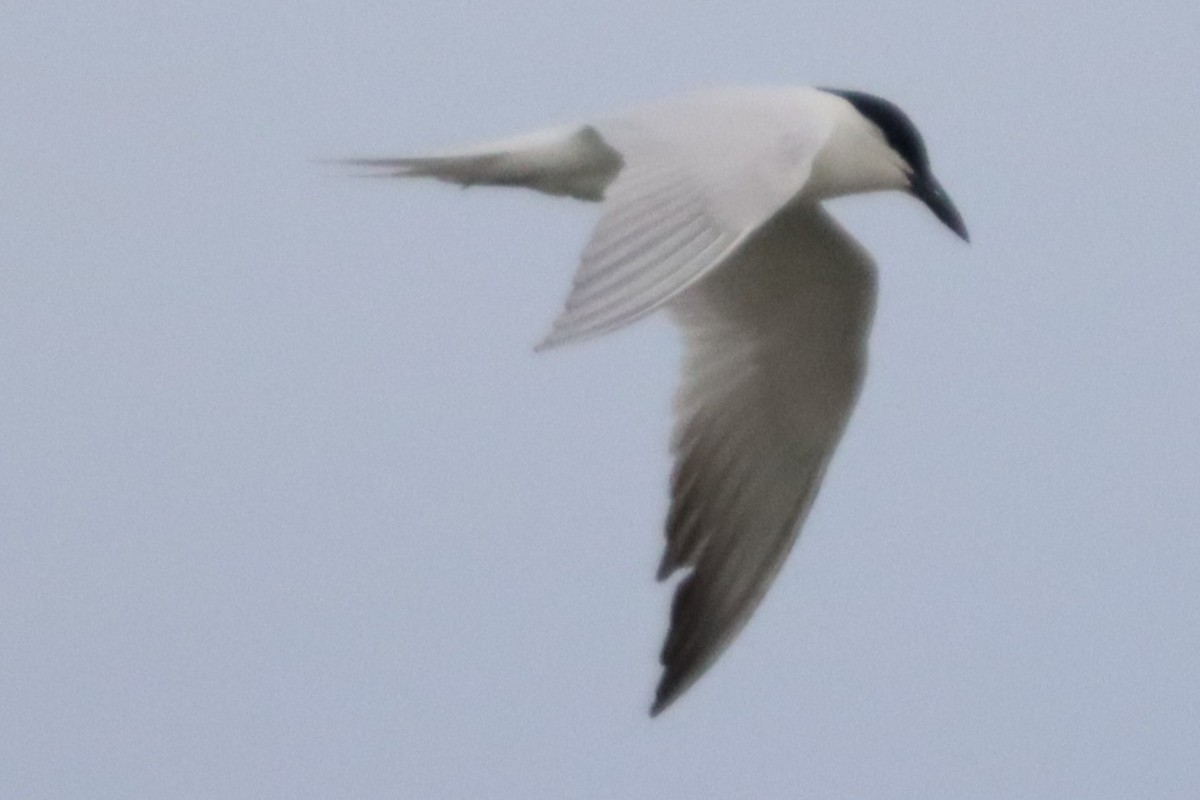 Australian Tern - ML646102467
