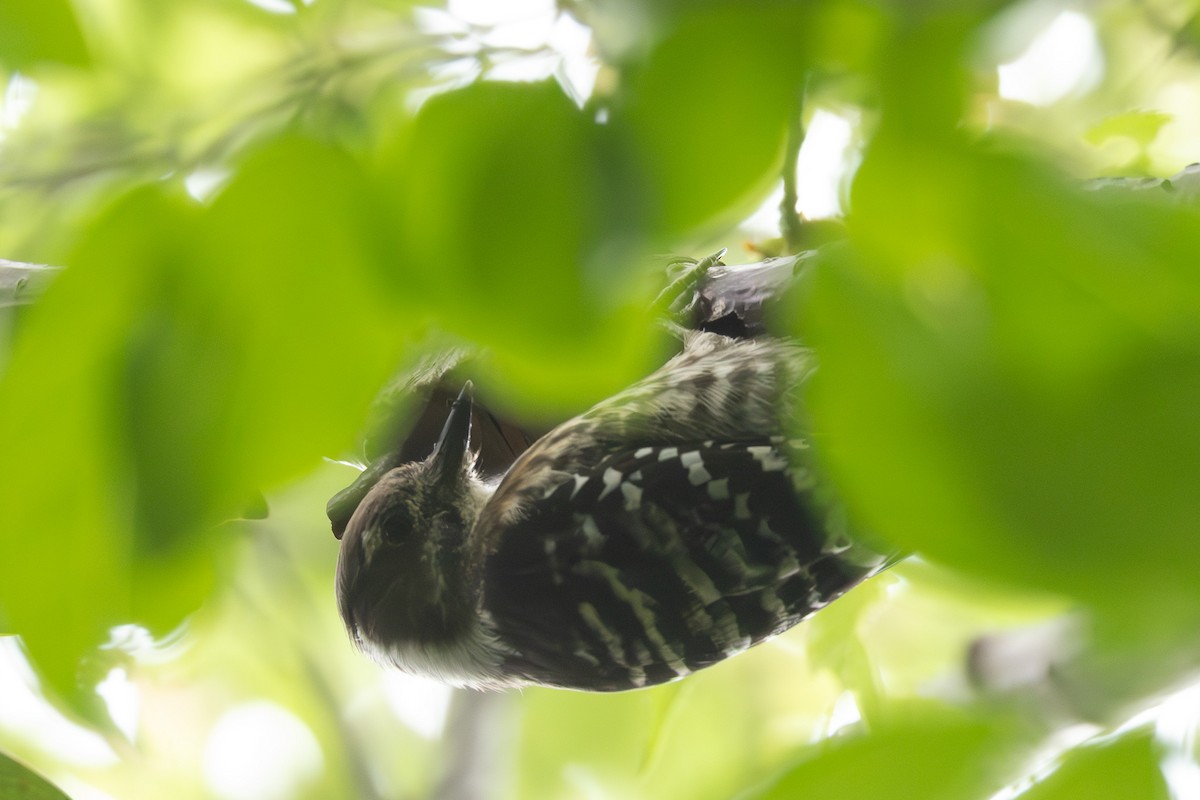 Japanese Pygmy Woodpecker - ML646102468