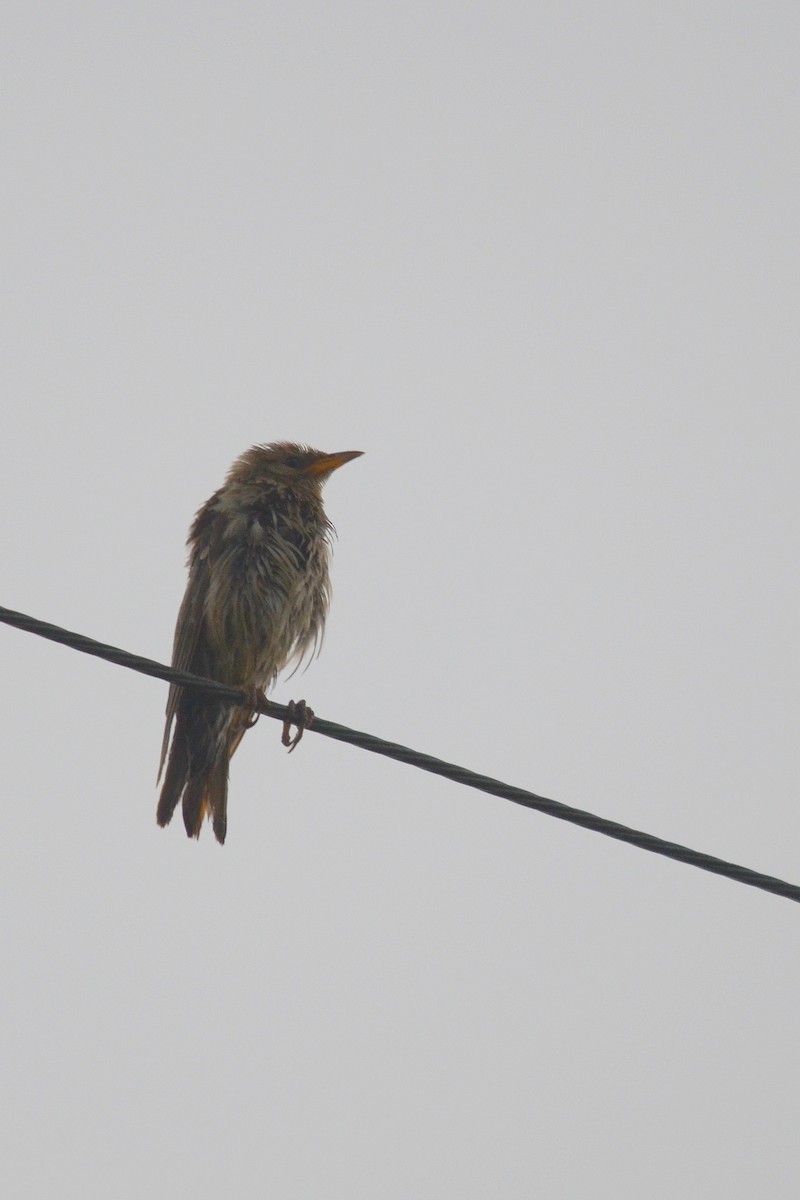 Rosy Starling - ML646102471
