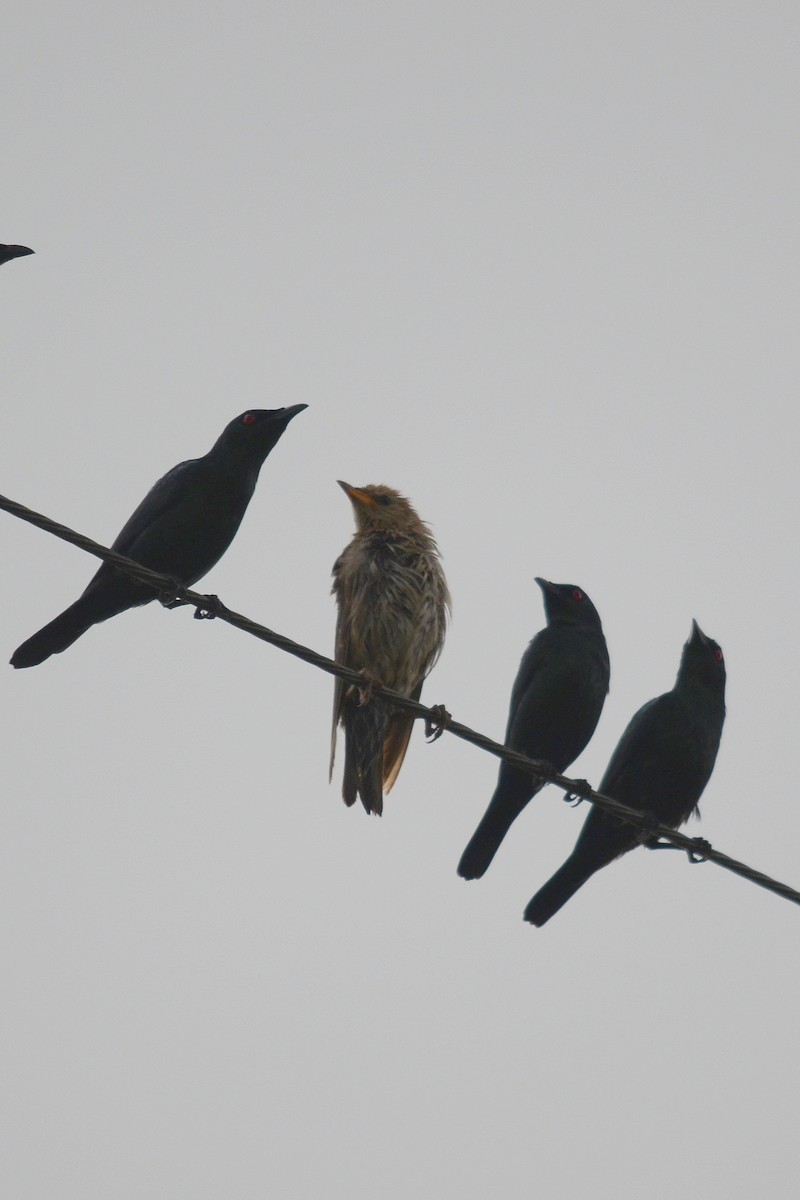 Rosy Starling - ML646102472