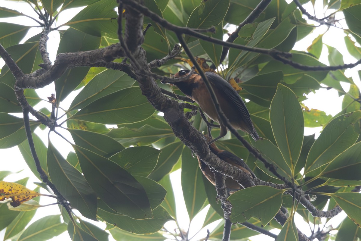 Owston's Tit - ML646102473