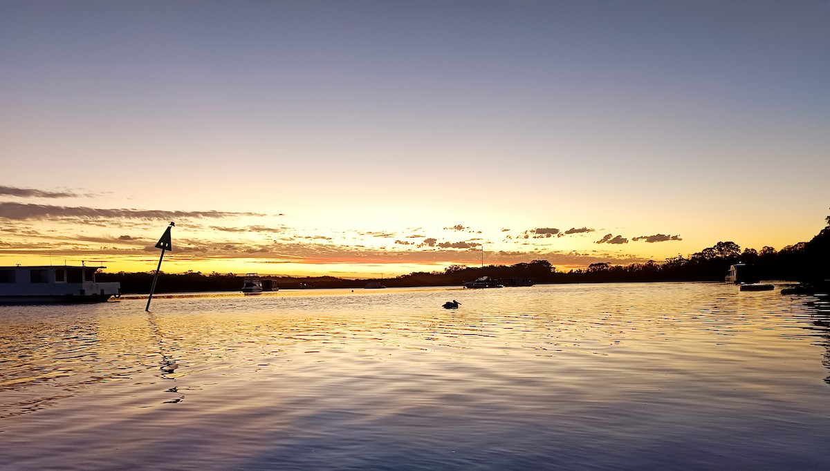 Australian Pelican - ML646102475