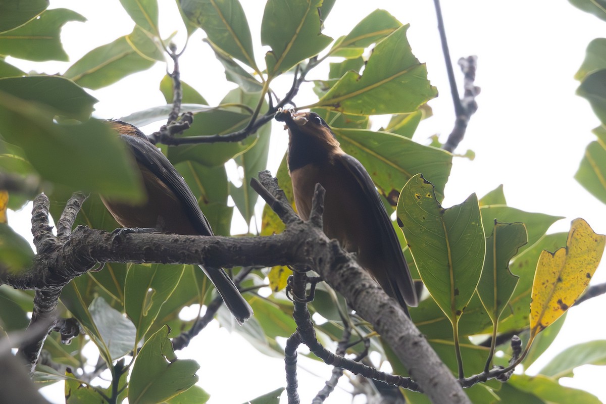 Owston's Tit - ML646102481