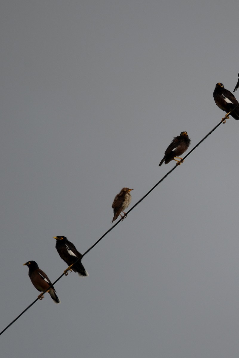 Rosy Starling - ML646102484