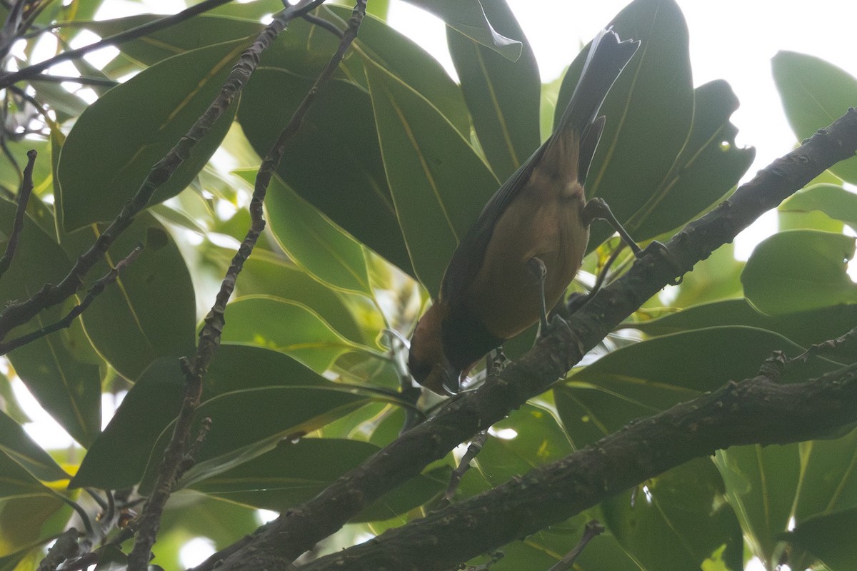 Owston's Tit - ML646102486