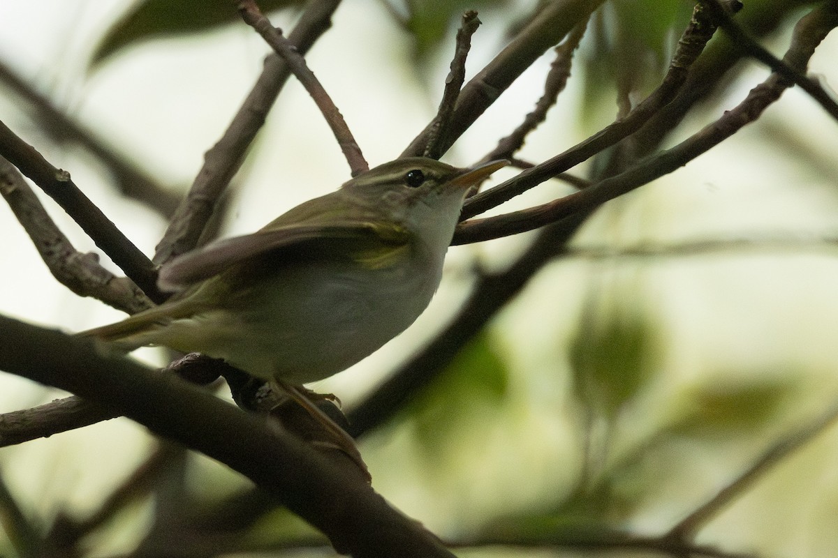 Ijima's Leaf Warbler - ML646102492