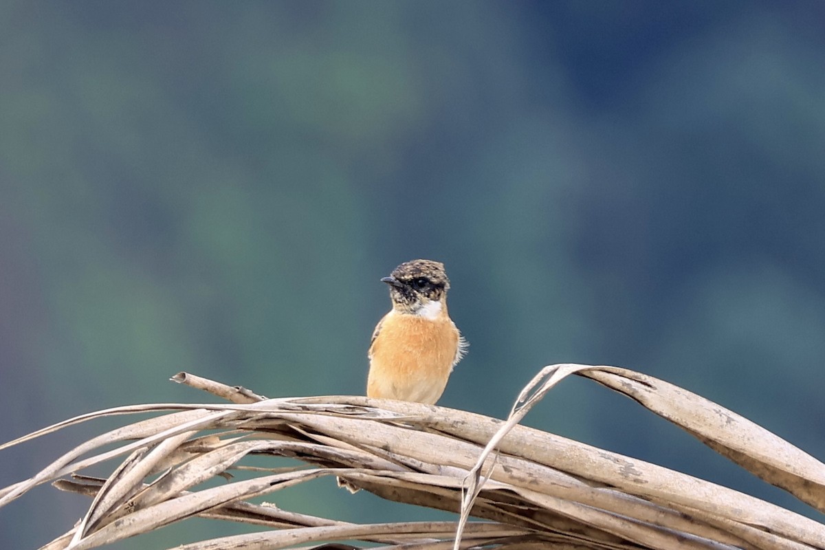 Amur Stonechat - ML646102495
