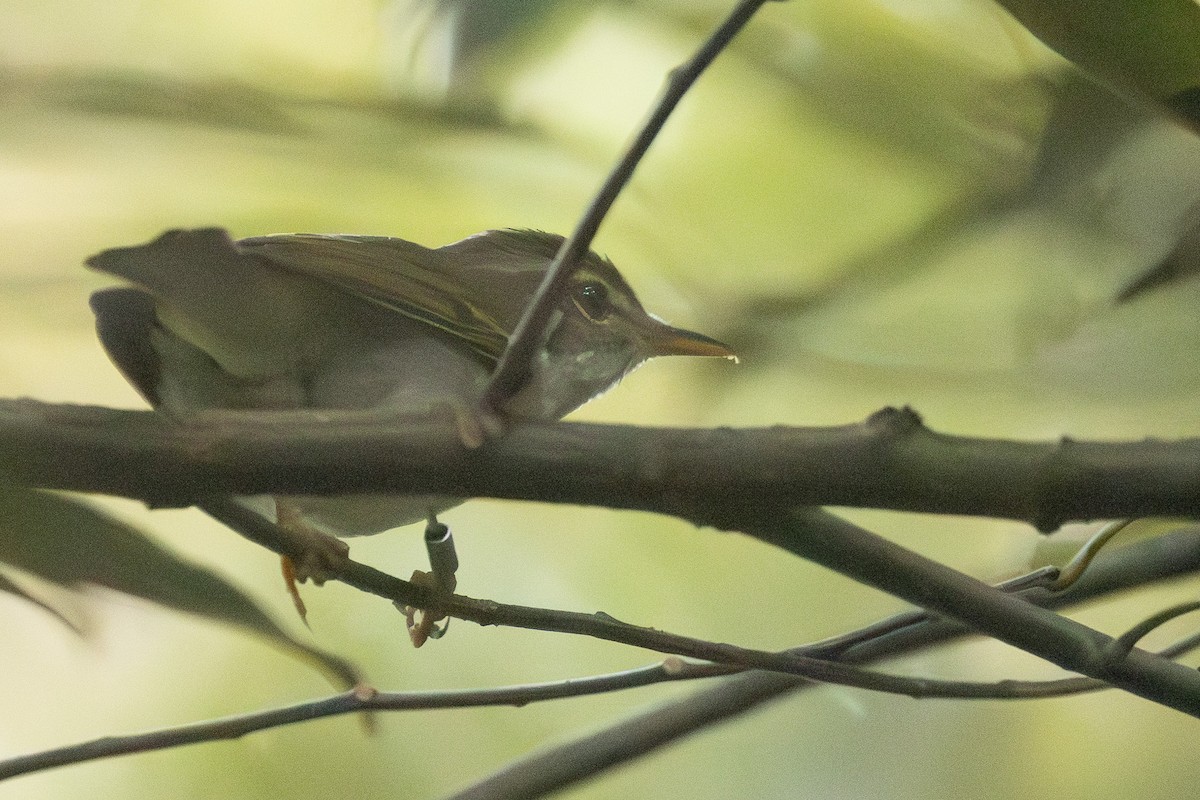 Ijima's Leaf Warbler - ML646102498