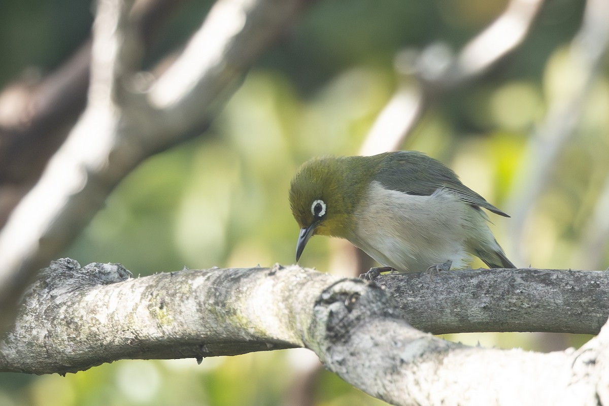 Окулярник японський - ML646102501