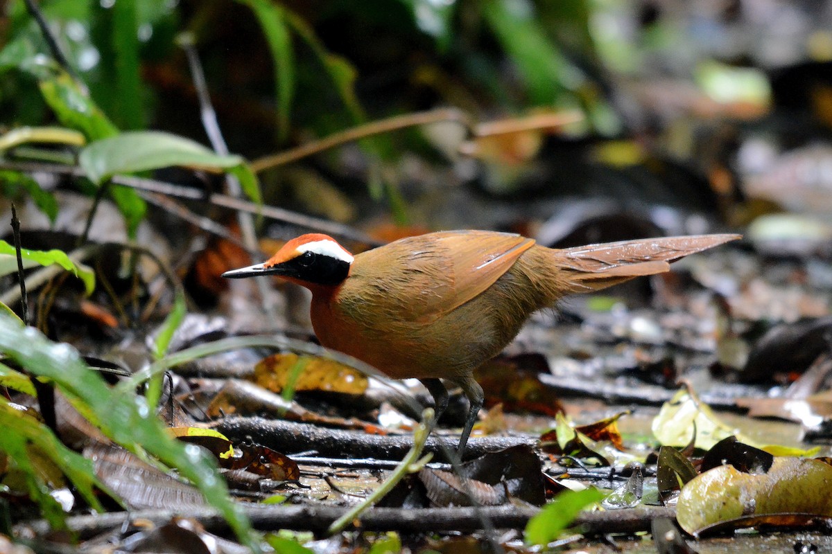 Malaysian Rail-babbler - ML646102505