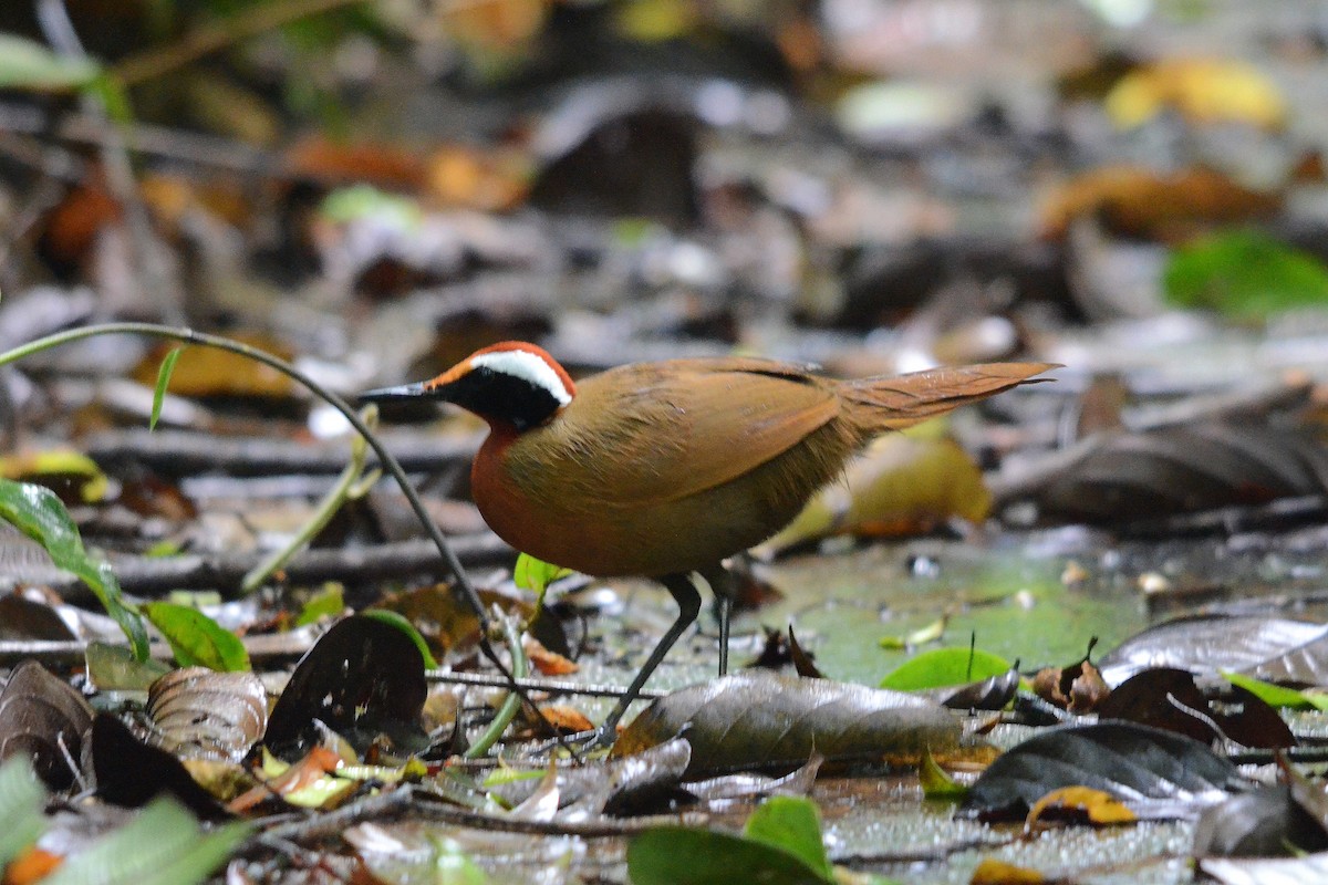 Malaysian Rail-babbler - ML646102506