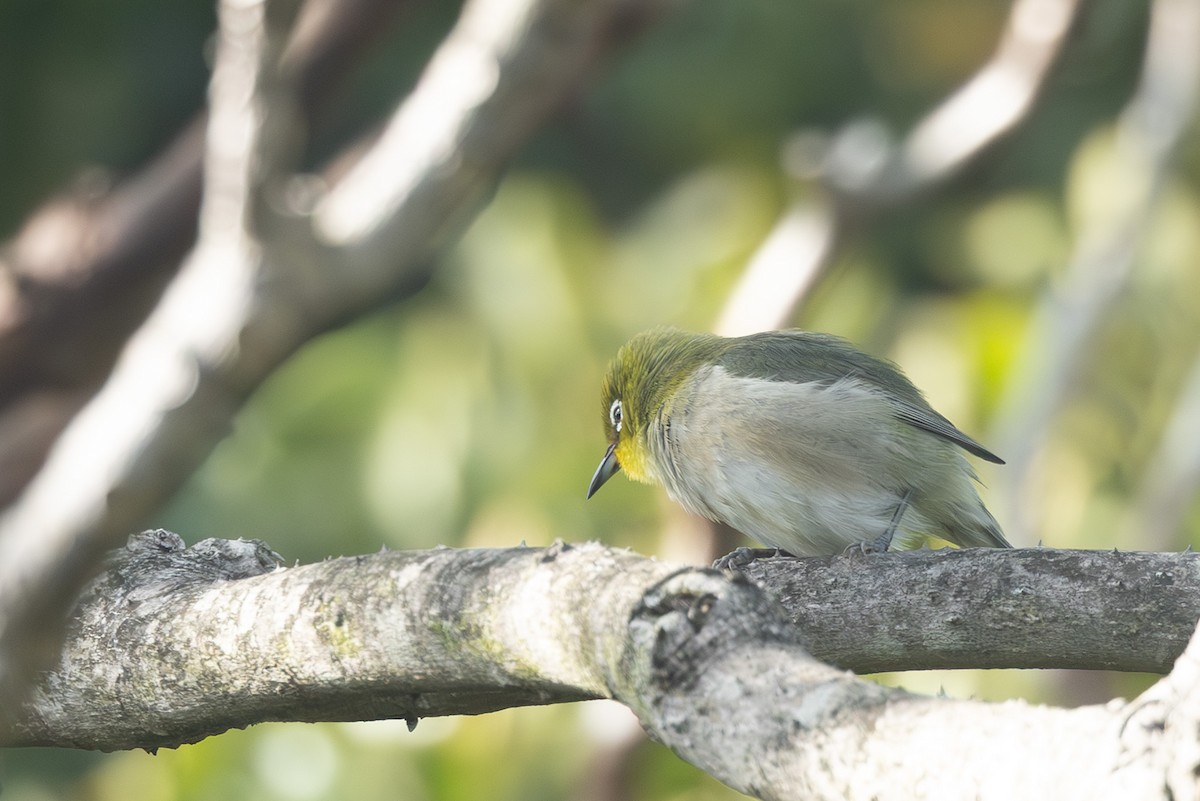 Окулярник японський - ML646102507