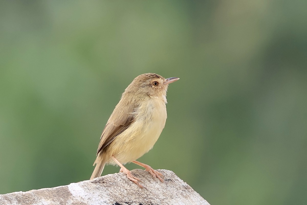Plain Prinia - ML646102508