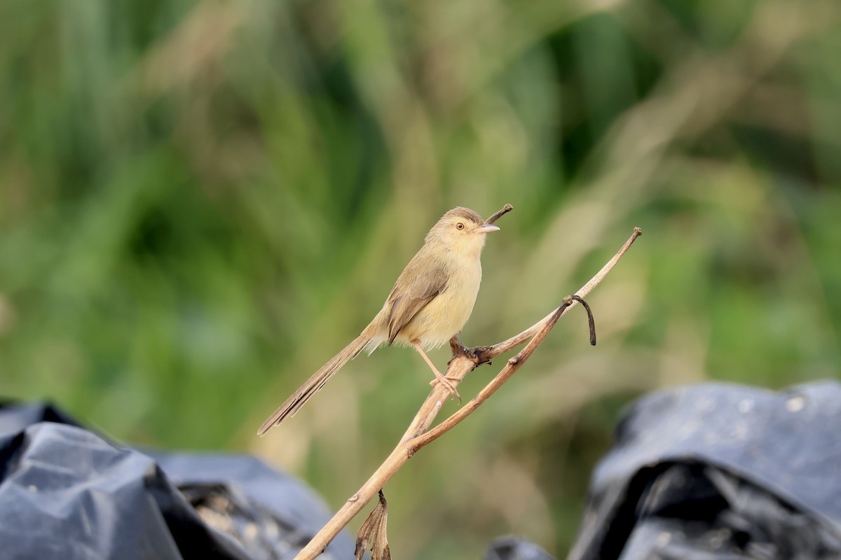Plain Prinia - ML646102509