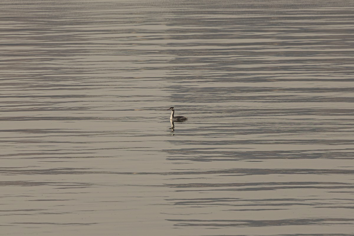 potápka roháč - ML646102510