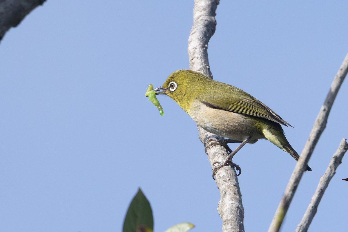 Окулярник японський - ML646102511
