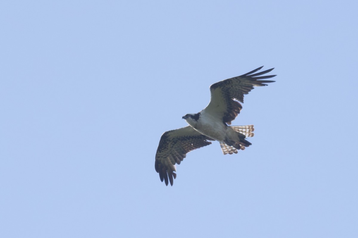 Fischadler - ML646102514