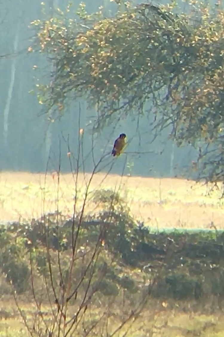 בז אמריקני - ML646102522