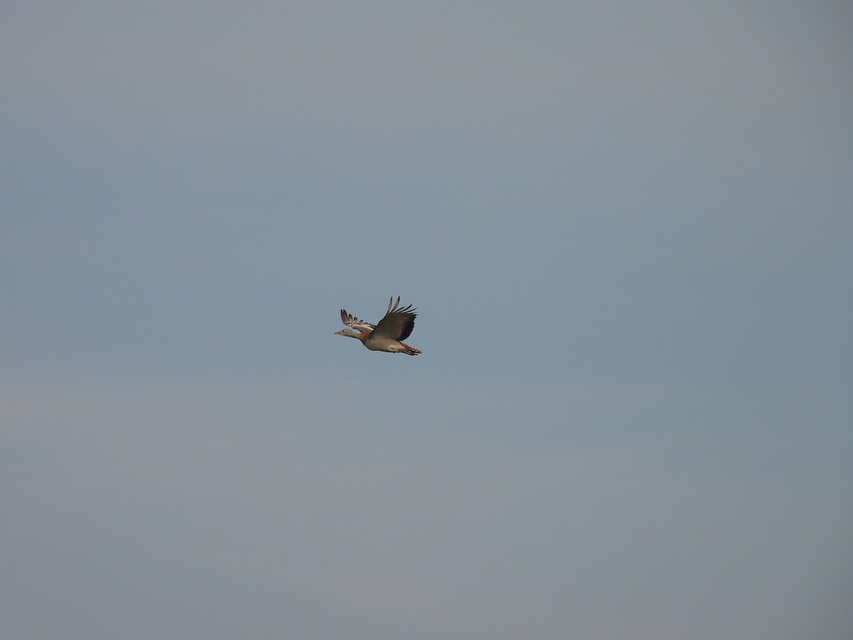 Дрохва євразійська - ML646102524