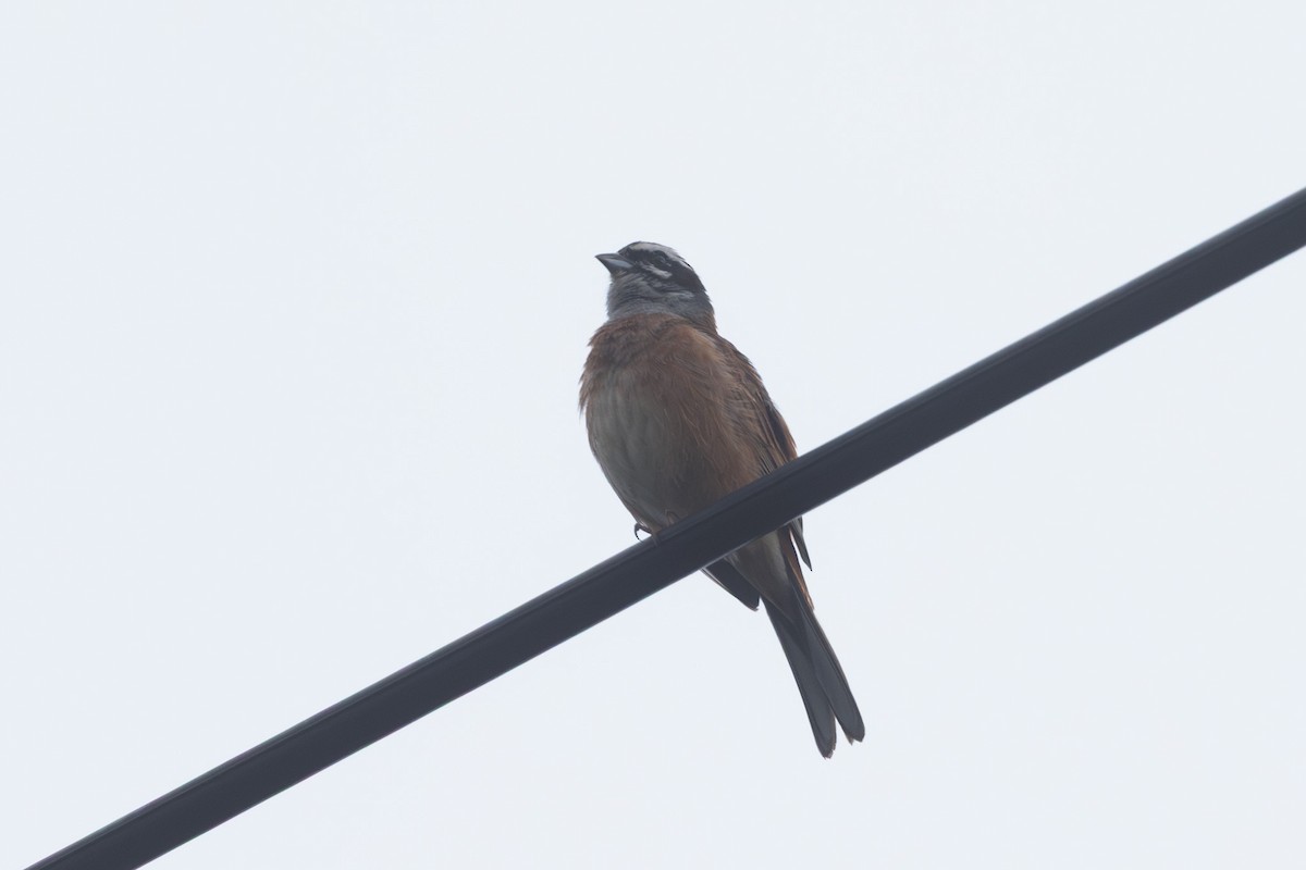 Meadow Bunting - ML646102531