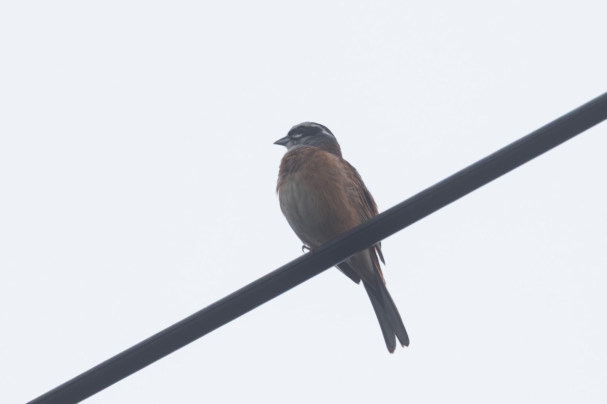 Meadow Bunting - ML646102532