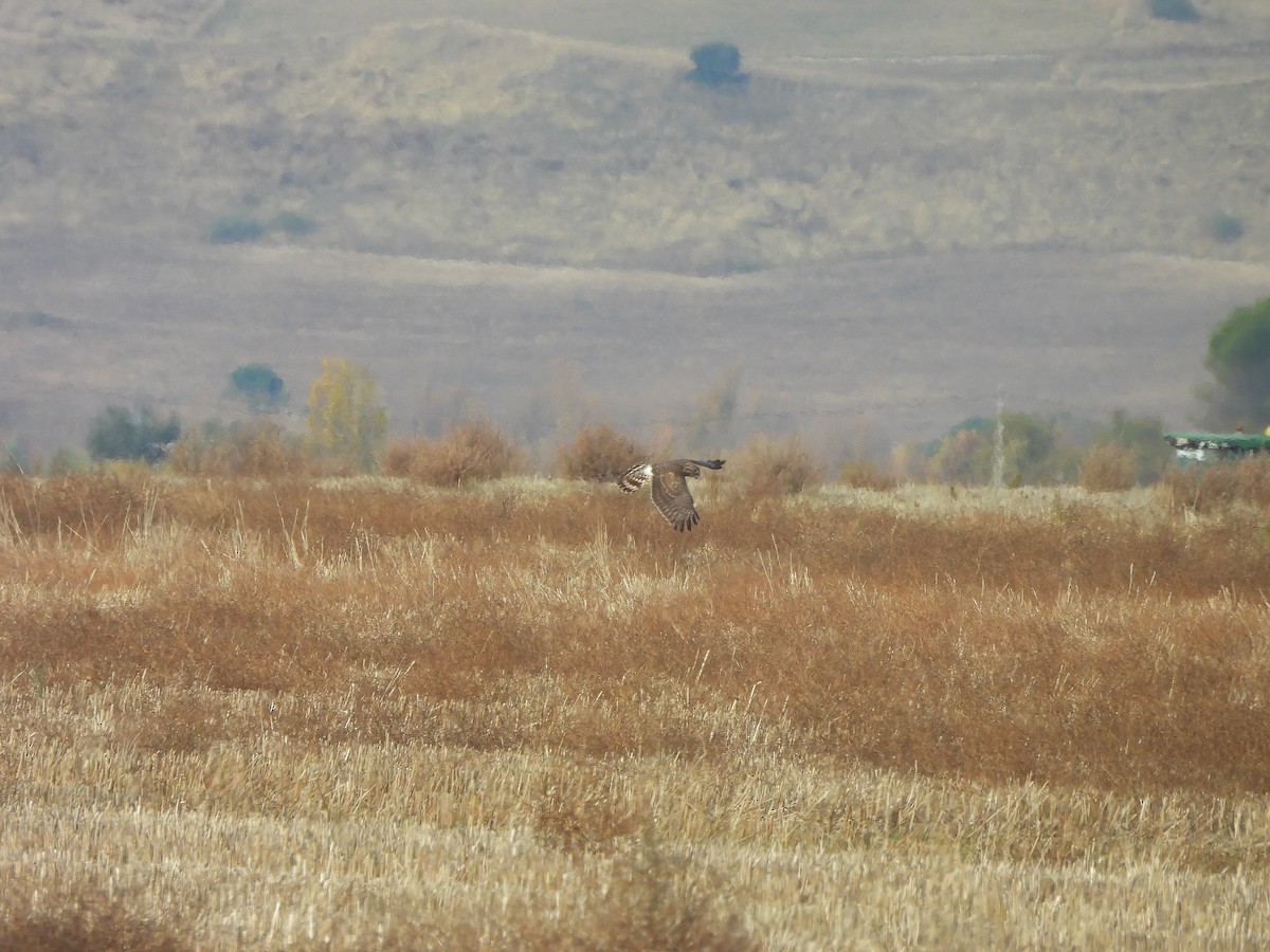 Лунь польовий - ML646102537