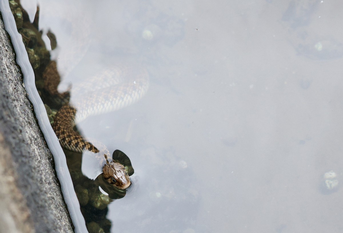 Yellow-Spotted Keelback - ML646102539
