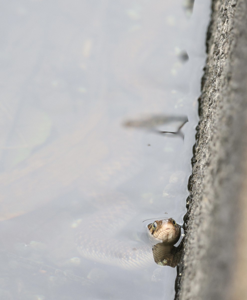 Yellow-Spotted Keelback - ML646102540