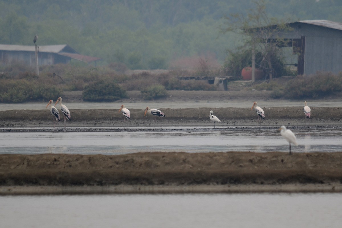 Black-faced Spoonbill - ML646102541
