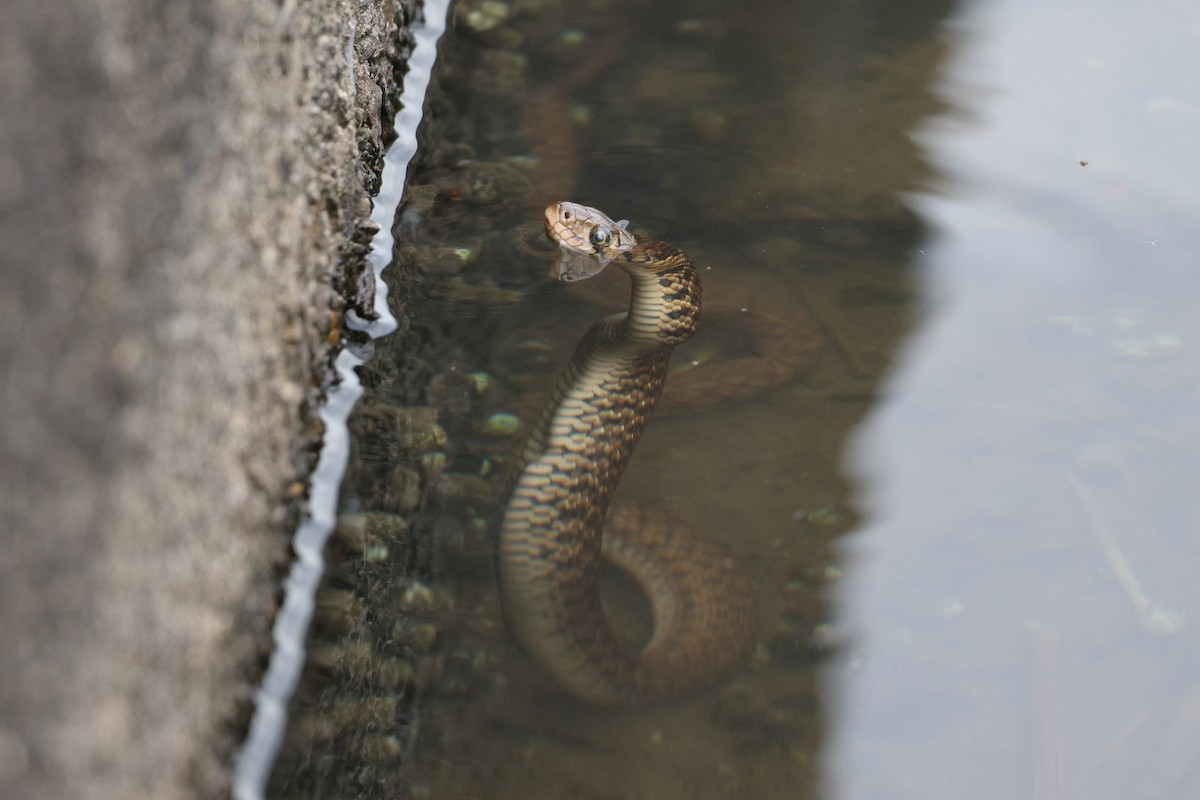 Yellow-Spotted Keelback - ML646102542