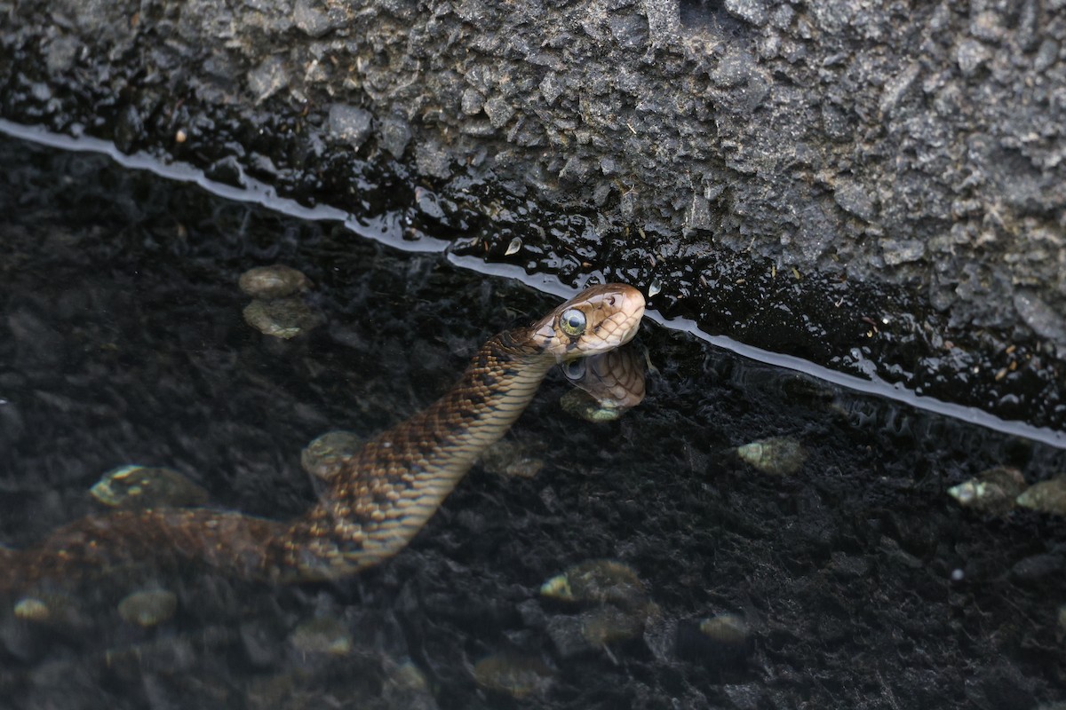 Yellow-Spotted Keelback - ML646102543