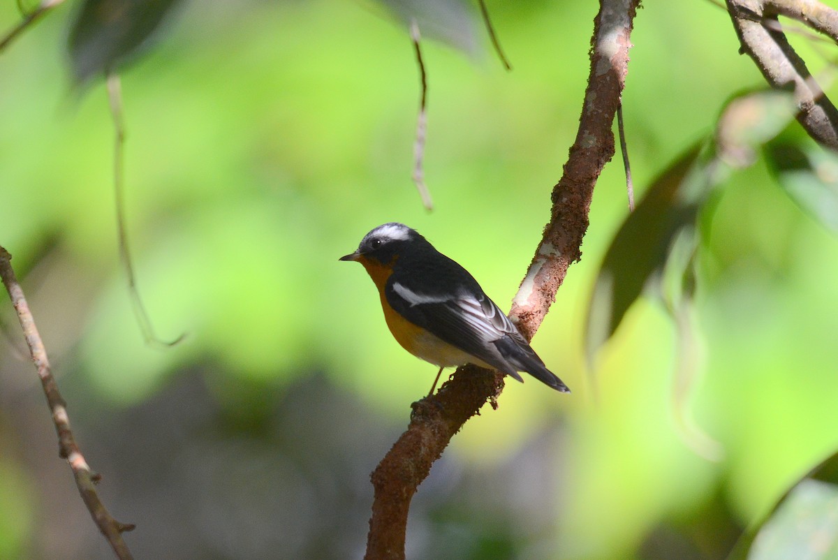Mugimaki Flycatcher - ML646102549