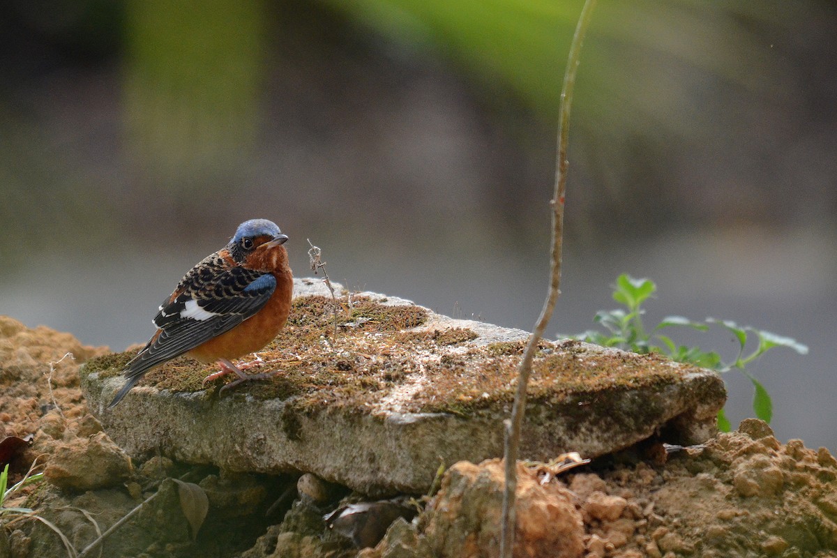 Ak Boğazlı Taşkızılı - ML646102550