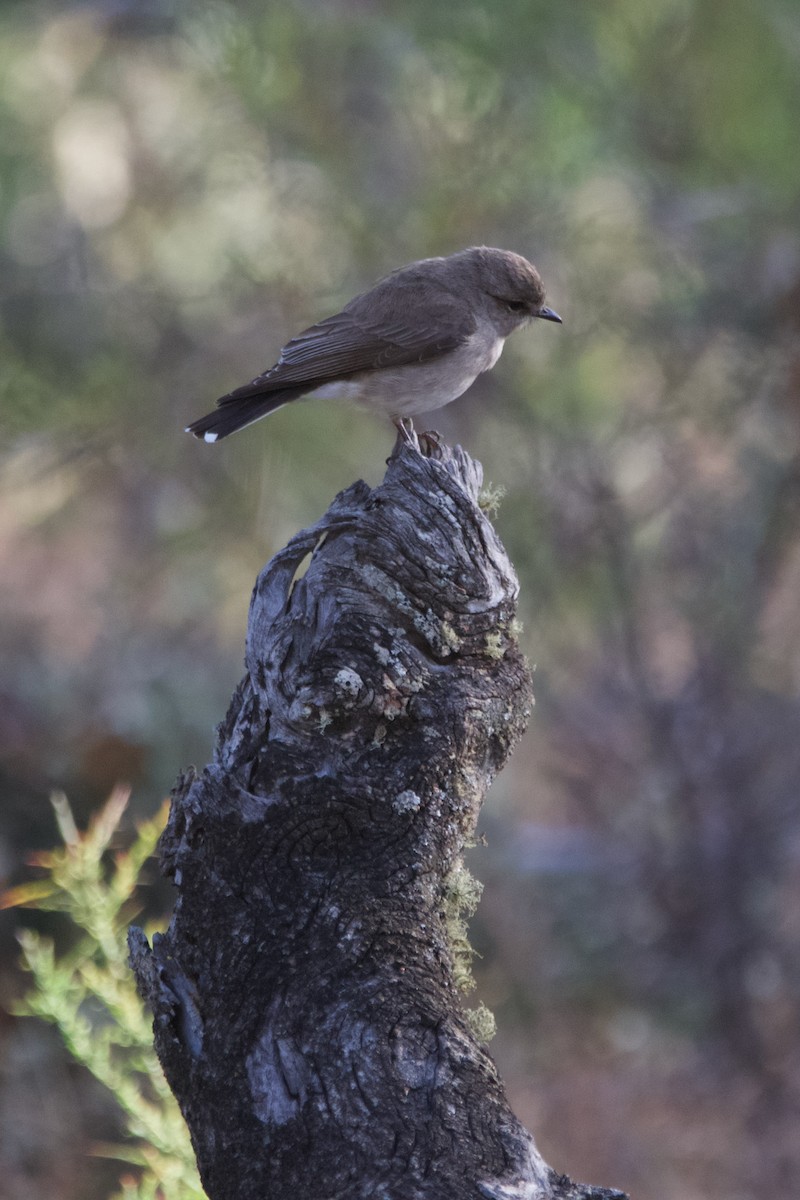 Avustalya Şakıcı Sinekkapanı - ML646102552