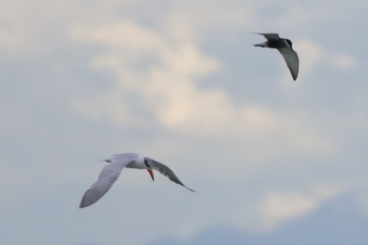 Whiskered Tern - ML646102560
