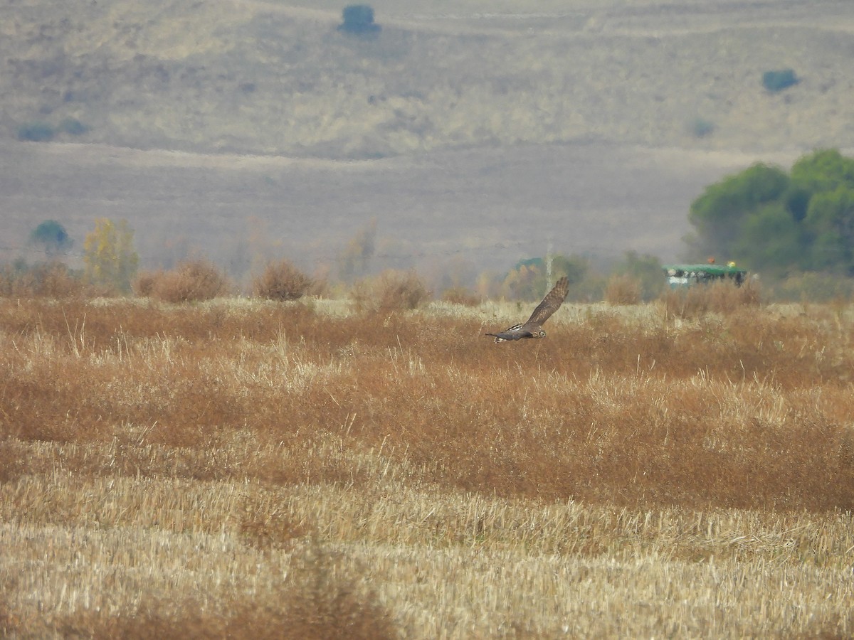 Лунь польовий - ML646102561