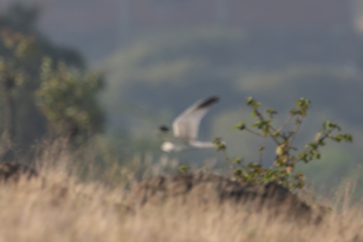 Pallid Harrier - ML646102565