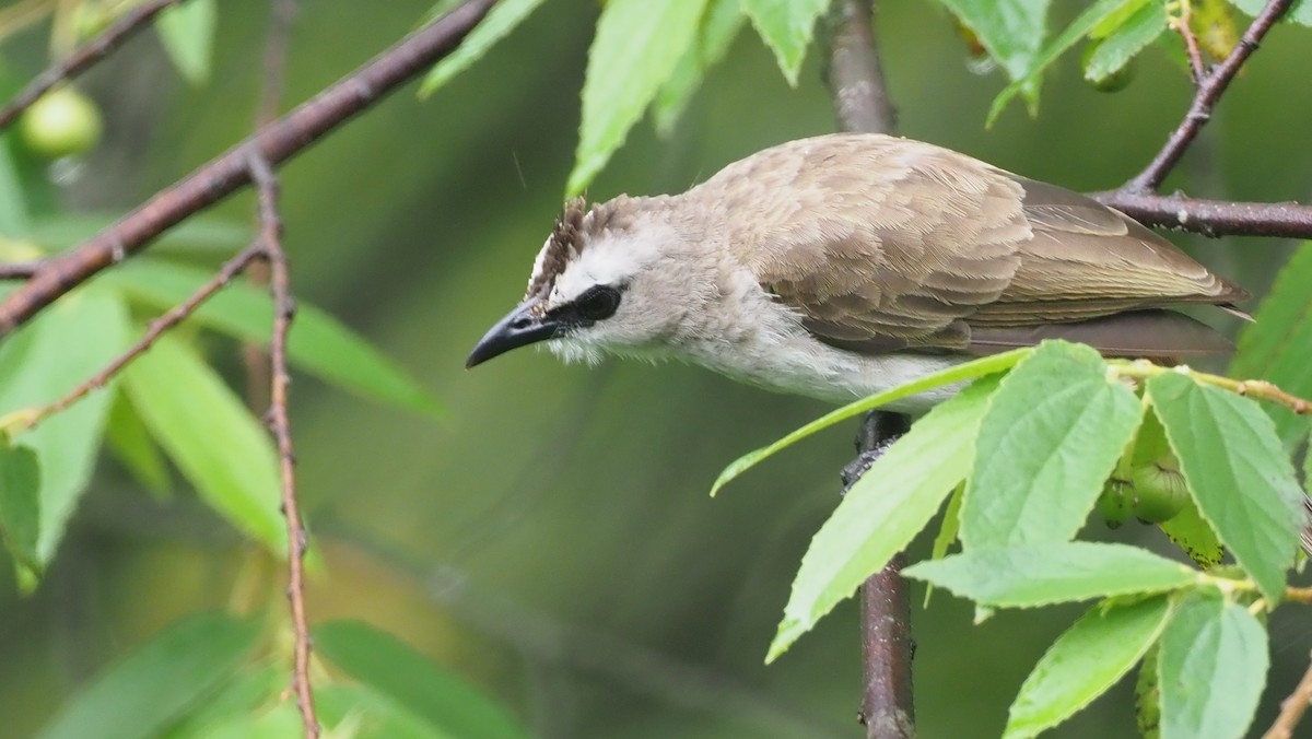 Yellow-vented Bulbul - ML646102566