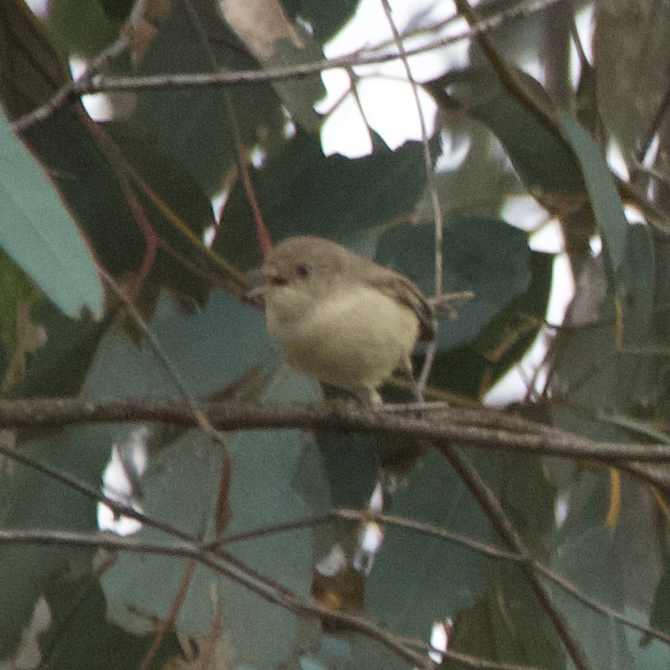 Western Thornbill - ML646102572