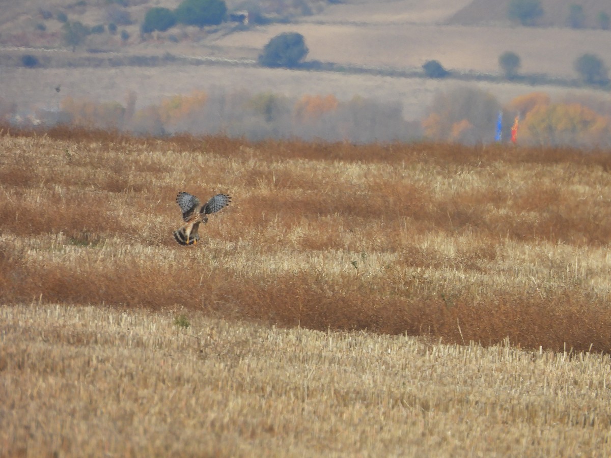 Лунь польовий - ML646102574