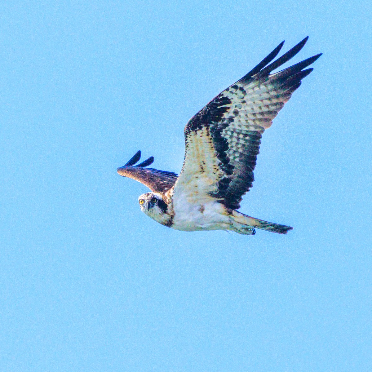 Fischadler - ML646102575