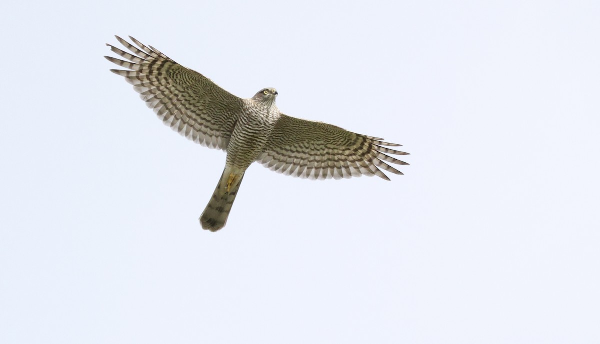 Eurasian Sparrowhawk - ML646102576