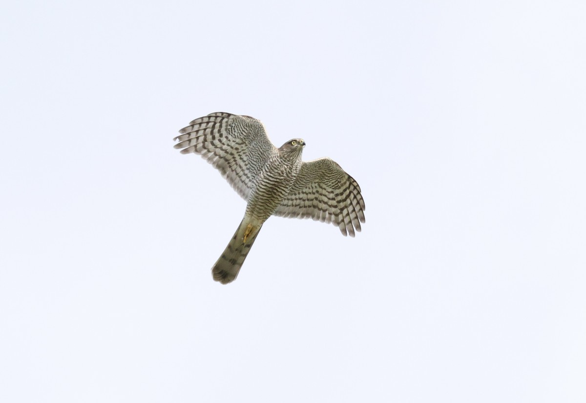 Eurasian Sparrowhawk - ML646102577